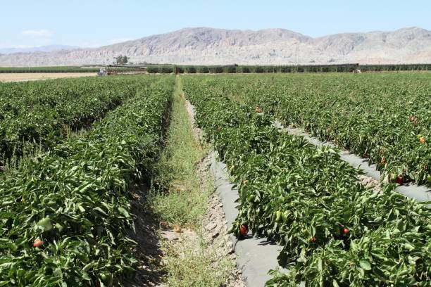 hileras de un cultivo de pimiento en el campo en el valle de coachella california - pepper bell pepper growth ripe fotografías e imágenes de stock