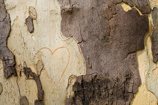 Tree Bark stock photo