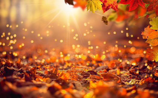 Colorful autumn background in the woods with red leafs and golden sunshine