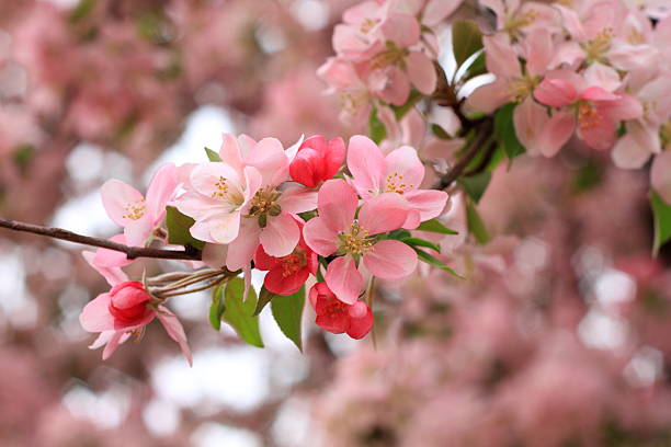 Apple blossoms stock photo