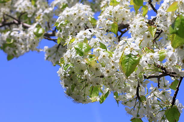 Cherry blossoms stock photo