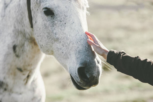 weißes pferdekopf hand berühren lifestyle tier und menschen freundschaft reisekonzept - female animal stock-fotos und bilder