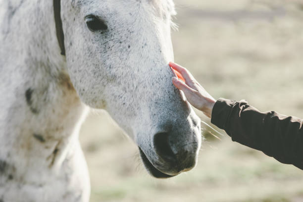 白い馬の頭手ライフ スタイルの動物および人々 の友情旅行の概念に触れる - animal hand ストックフォトと画像