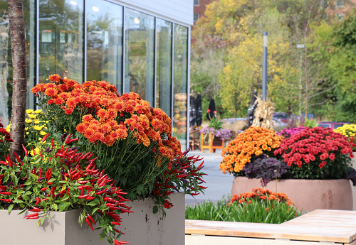 Fall season outdoor decoration with bright chrysanthemums and decorative red chili pepper on a shop windows background as a part of traditional american autumn holidays culture.