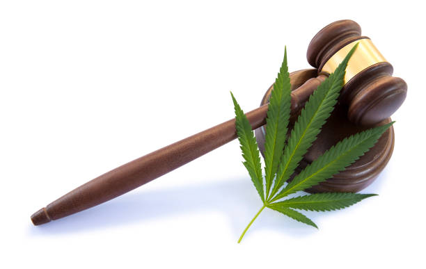 Cannabis leaf and gavel on white background