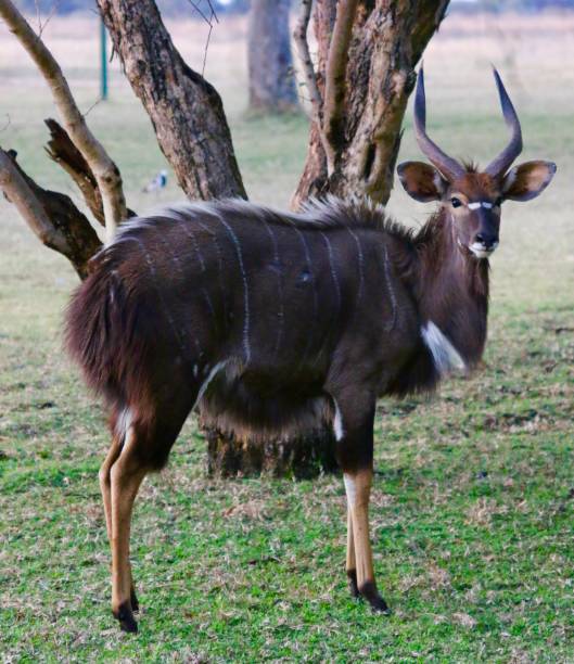 istock Portrait of a Nyala Ram 1041978174