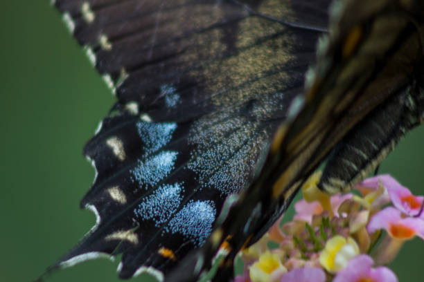 istock Close-Up of Butterfly Wing 1041979618