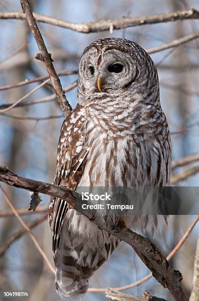 In The Woods Stock Photo - Download Image Now - Animal Wildlife, Barred Owl, Bird