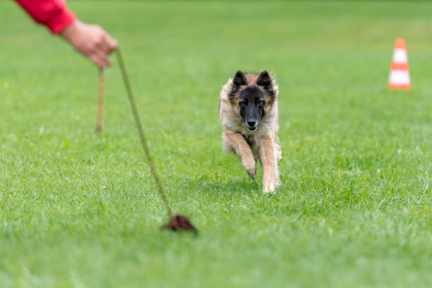 tervueren - perro está corriendo y jugando con su controlador en un verde entrenamiento - pastor belga - tervueren fotografías e imágenes de stock