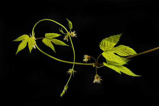 Golden hop vine, leaves and flowers isolated against black