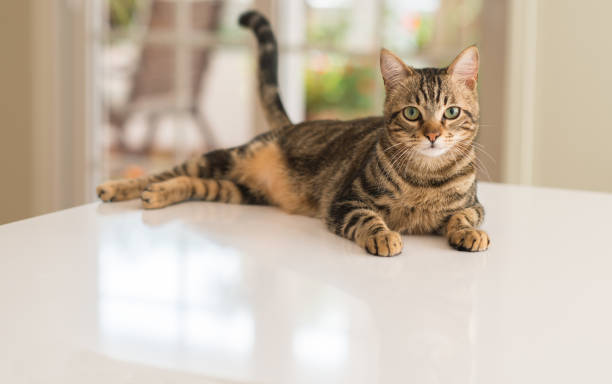 joven hermoso gato en casa - pets table animal cheerful fotografías e imágenes de stock