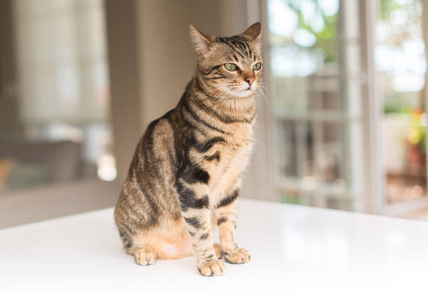 Beautiful relaxed domestic cat at home