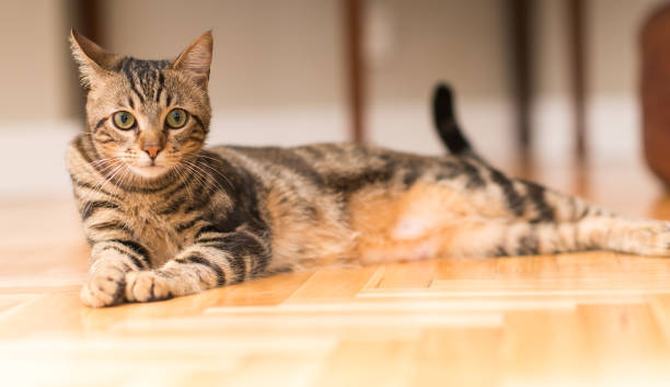 istock Young beautiful cat at home 1041987154