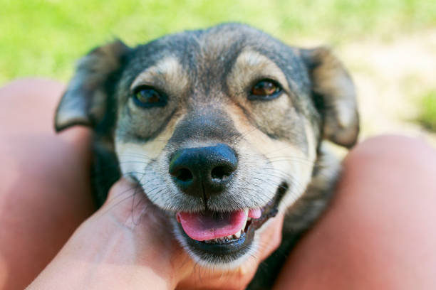 istock cute satisfied dog put his muzzle on man's lap and his stroking hands 1041987160