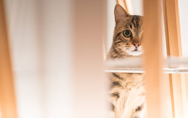 istock Young beautiful cat at home 1041987196