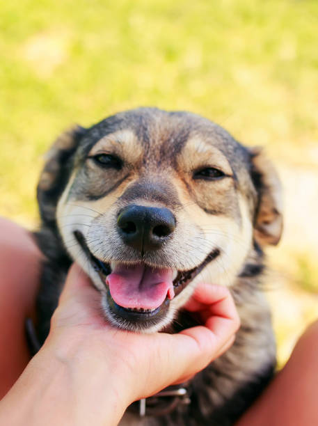 istock cute satisfied dog put his muzzle on man's lap and his stroking hands 1041987214