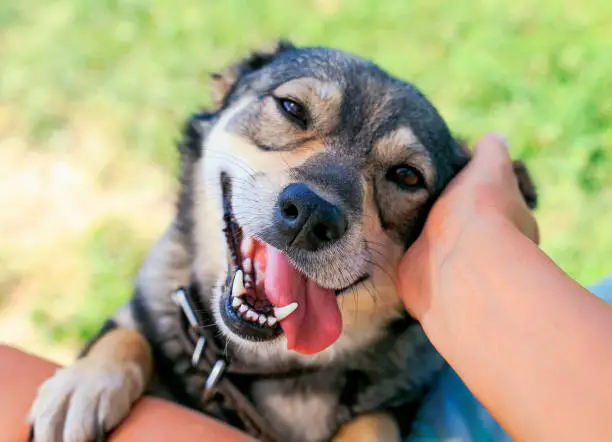 Photo of man's hand scratches the cute dog on his knees behind his ear and she smiles quite and opened her mouth