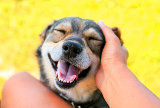 hand human scratching a cute dog behind the ear and she smiles and opened her mouth cute dog held out his face to the man for affection funny mouth opening knee to the head pose stock pictures, royalty-free photos & images