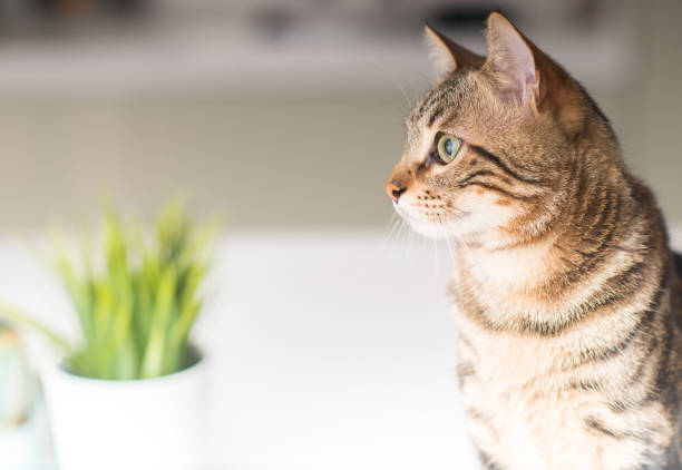 istock Young beautiful cat at home 1041987300