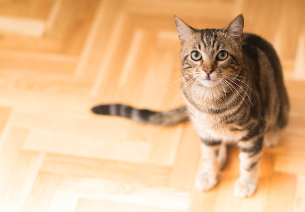istock Young beautiful cat at home 1041987312