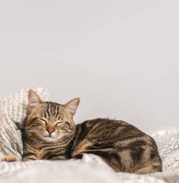 istock Young beautiful cat at home 1041987342