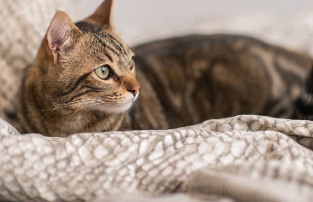istock Young beautiful cat at home 1041987350