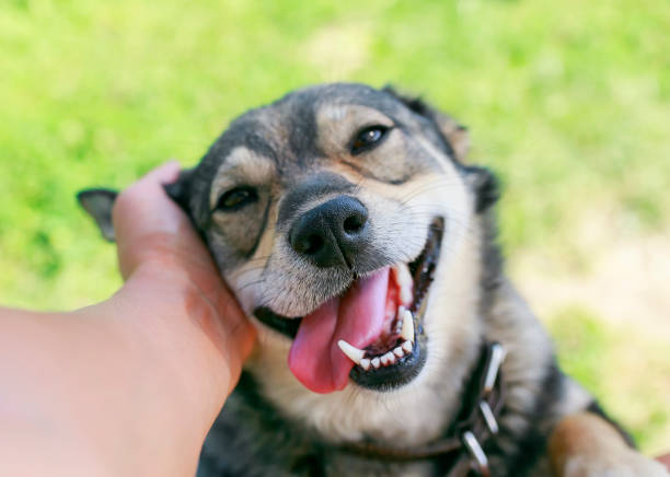 cute dog put his face on his knees to the man and smiling from the hands scratching her ear cute funny puppy put his head on his knees and caresses his pretty mouth opening in the summer garden knee to the head pose stock pictures, royalty-free photos & images