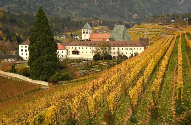 beautiful vineyards at abbey of novacella, south tyrol, bressanone, italy. the augustinian canons regular monastery of neustift was founded by bishop of brixen, the blessed hartmann in 1142. - bressanone imagens e fotografias de stock