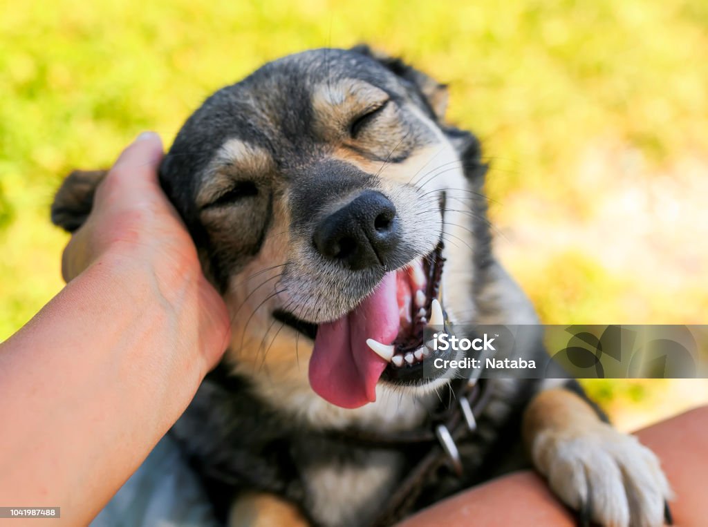 cute dog put his face on his knees to the man and smiling from the hands scratching her ear Dog Stock Photo