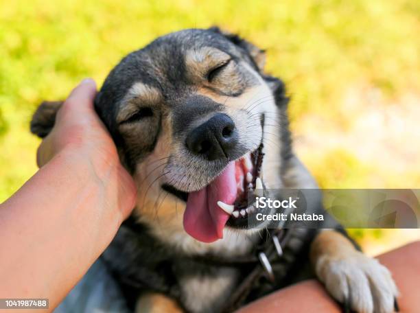 Cute Dog Put His Face On His Knees To The Man And Smiling From The Hands Scratching Her Ear Stock Photo - Download Image Now