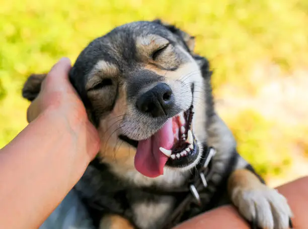 Photo of cute dog put his face on his knees to the man and smiling from the hands scratching her ear