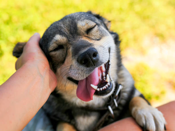 可愛的狗把他的臉在他的膝蓋上的男人和微笑從手抓她的耳朵 - 可愛 個照片及圖片檔