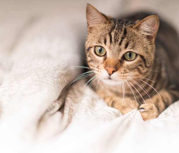 istock Young beautiful cat at home 1041987490