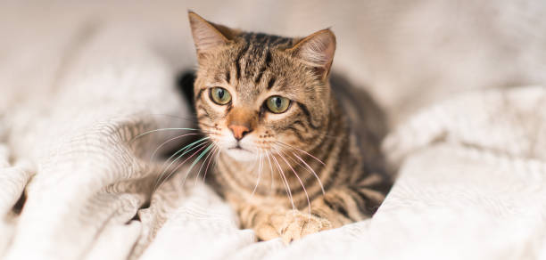 istock Young beautiful cat at home 1041987492