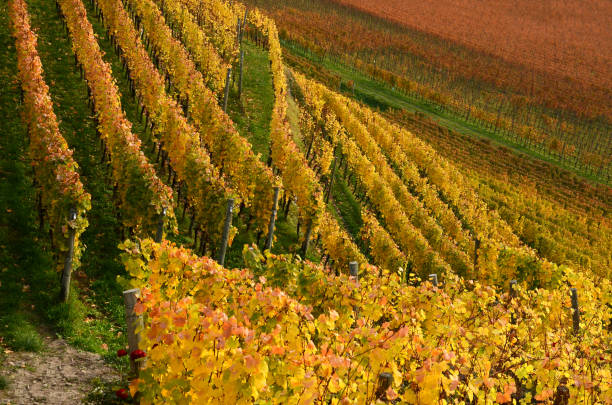 beautiful vineyards at abbey of novacella, south tyrol, bressanone, italy. the augustinian canons regular monastery of neustift was founded by bishop of brixen, the blessed hartmann in 1142. - bressanone imagens e fotografias de stock