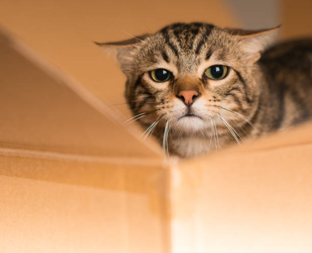 istock Young beautiful cat at home 1041987524