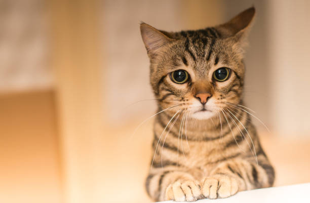 joven hermoso gato en casa - color image animal sitting brown fotografías e imágenes de stock