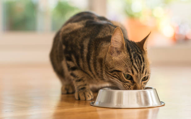 Young beautiful cat at home Beautiful feline cat eating on a metal bowl. Cute domestic animal. grey cat white paws stock pictures, royalty-free photos & images