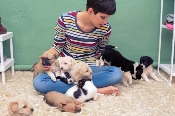 istock Woman playing with puppies 1041987736