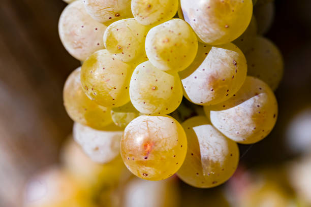 nahaufnahme von reifen rieslingtrauben bei rüdesheim im rheingau - rheingau fotografías e imágenes de stock