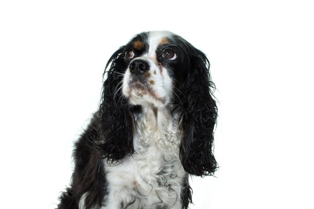 istock CAVALIER CHARLER KING SITTING AND LOOKING UP. ISOLATED AGAINTS WHITE BACKGROUND 1041991596