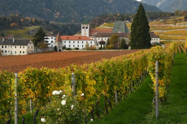 vignobles jaunes entourent le novacella abbey, alto adige, bressanone, italie. le monastère régulier de novacella dei canonici agostiniani fut fondé par l’évêque de bressanone, le bienheureux hartmann en 1142. - gewurztraminer photos et images de collection