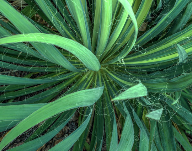 istock Variegated Yucca Filamentosa 1041993358