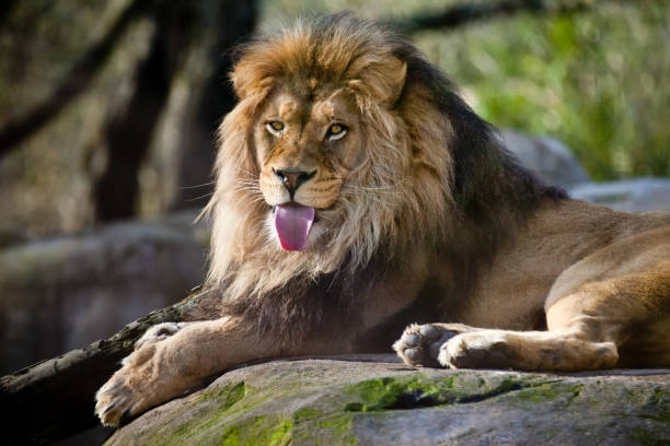 Lion Laying Down On A Rock With His Tongue Sticking Out Stock Photo -  Download Image Now - iStock