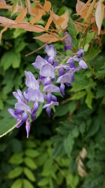 istock Purple Wisteria flowers 1042002442