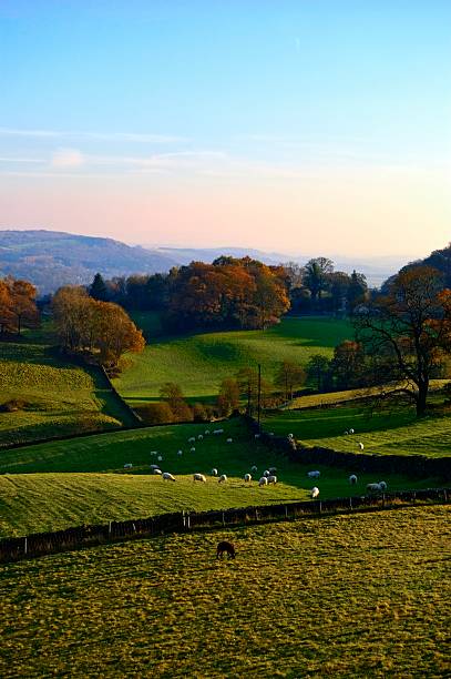 istock Rolling English countryside in Autumn 104200303