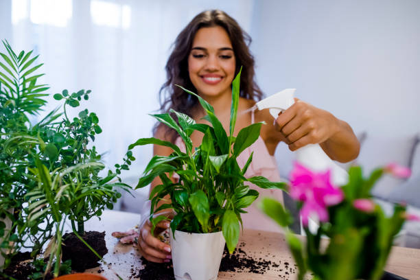 女性彼女の自宅で植物の世話の純粋な水とスプレー ボトルから植物を噴霧 - gardening single flower house flower ストックフォトと画像