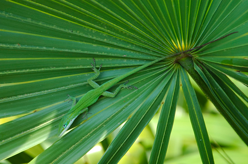 Lizard resting on a tropical leaf.