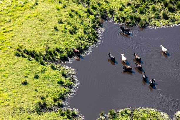 istock Aerial of Cattle 1042010828