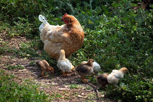 Mother hen with child chicks walk on green meadow